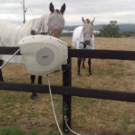 Two horses checking out the new Hoselink Retractable Reel